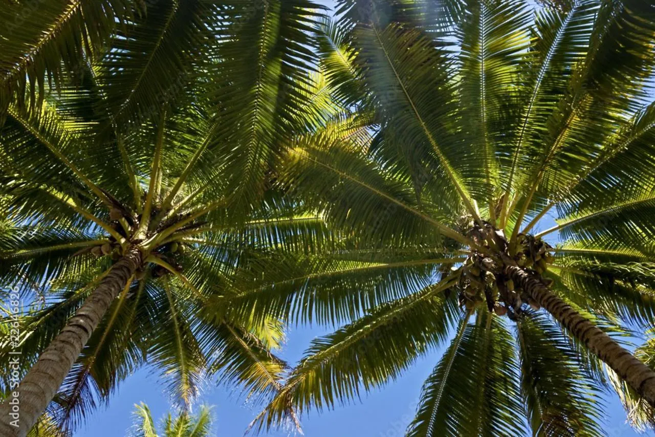 Raiatea - Studio Tenape Tevaitoa Französisch-Polynesien